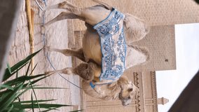 Vertical video footage of central Asian camel covered with an oriental pattern blnket in front of the Oldmadrasah in Khiva, Itchan kala, Uzbekistan. The camel attracts the attention of tourists.