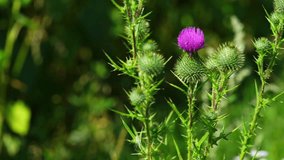 Common thistle flower on green natural background. Herbal medicine