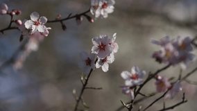 White flowers of a cherry blossom on a cherry tree close up. Time lapse video of the blossoming of white petals of a cherry flower. Macro. Nature. Creative timelapse.