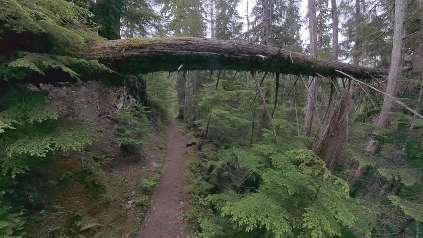 Man Hikes Under Fallen Tree over Trail in Olympic National Park
