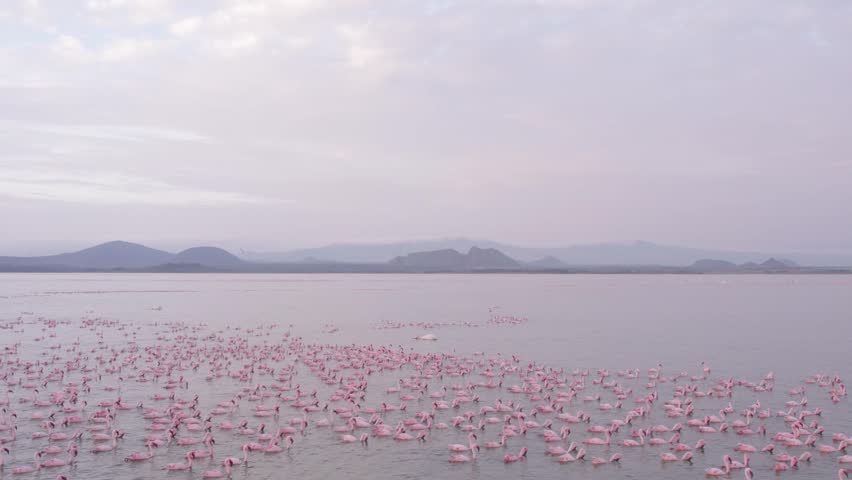 Aerial view of flamingos feeding over lake elementaita, Kenya