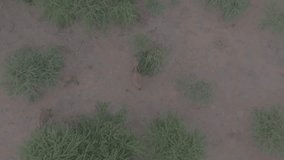 Top down view of elephants grazing in Bushes, drone shot