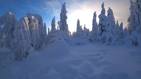 Frozen snow-covered winter forest, deeply covered with snow in sunlight. Forest in the snow. Snowy winter. Trees in the snow on the way to the Stone City. Russia. Perm Region. 4K