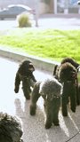 In city park, a woman is seen training five black puppies, teaching them commands. This video emphasizes concept of dog training and obedience.vertical format for easy viewing on mobile devices.