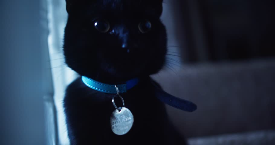 black cat presents its teeth by opening its mouth wide and extends its paw towards the viewer | close-up shot | 4k video