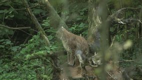 Lynx Sits on Branchy Stump, Licks and Looks into Camera. Eurasian Lynx is Native to European, Central Asian, and Siberian Forests. It Hunts by Stalking and Jumping on its Prey. - Powered by Shutterstock - Get 15% off with code: PIKWIZARD15
