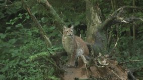 Lynx Sees Game and Starts the Chase. Eurasian Lynx is Native to European, Central Asian, and Siberian Forests. It Hunts by Stalking and Jumping on its Prey. - Powered by Shutterstock - Get 15% off with code: PIKWIZARD15