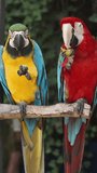 Vertical video. Two colorful Macaw parrots, one red and the other yellow, sit on a branch in the forest and eat a green fruit.