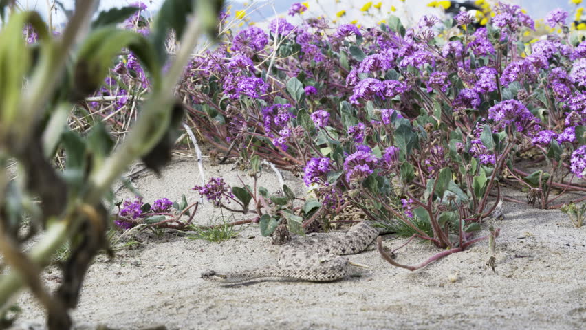 Rattlesnakes out of den among spring wildflower bloom in Anza Borrego Desert State Park in California