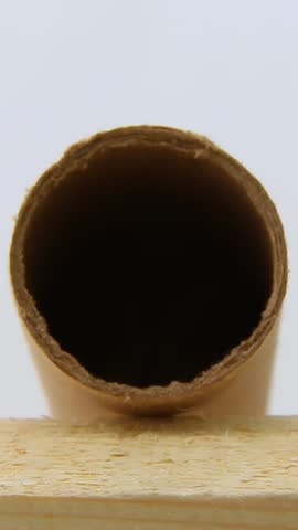 The curious muzzle of the Dzungarian hamster looks out of the hole. A small mouse cub looks out of the tunnel, sniffing around. Ears, black nose, mustache, mouse muzzle. A wary and fearful pet