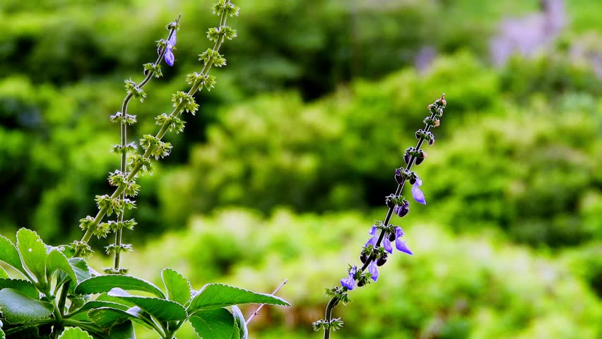 Selective focus of Boldo blossom with black background. Green plant named Boldo da Terra in Brazil. Plant used to make tea e products medicinais;