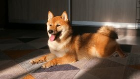 video portrait of a smile red Shiba inu puppy dog close up. Japanese Shiba Inu pet doggy. A cute smiling lying ginger pet dog On the carpet in sunlight at home On mat in room in morning. slow motion