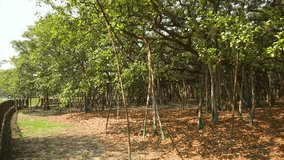 Slow motion video, Great Banyan tree,Ficus benghalensis,at Acharya Jagadish Chandra Bose Botanic Garden, Shibpur,Howrah,India. Largest tree specimen in the world in the Guinness Book of World Records.