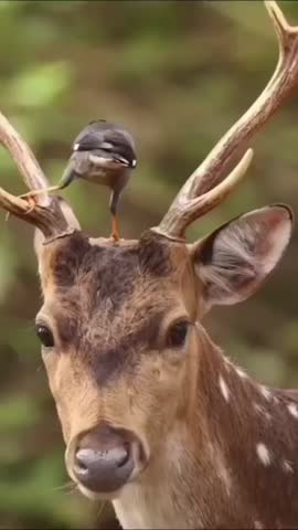 A bird helping the deer 