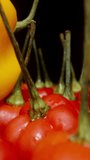 Vertical video. A mix of yellow and red spicy peppers on the table. Habanero and The Star of Turkey varieties. Dolly slider extreme close-up.