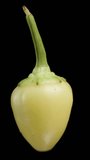 Vertical video. A rosemary mini green pepper rotates on a black background. Isolated, close-up view.