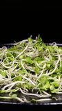 Slow motion of female hand picking up some bio green radish sprouts from a plate. Healthy lifestyle, fresh organic micro greens or edible seedlings against black background.