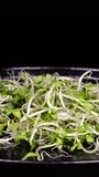 Slow motion of bio green radish sprouts falling down against black background. Fresh organic micro greens or edible seedlings on a plate. Concept of healthy lifestyle, vegetarian or raw food diet.