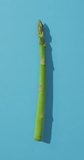 Vertical video of fresh stalk of asparagus on blue background. fresh and organic vegetable produce.