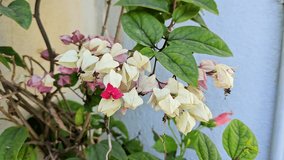 Beautiful view of fresh Clerodendrum thomsoniae or Bleeding heart vine, bagflower grown in house garden during summer - Powered by Shutterstock - Get 15% off with code: PIKWIZARD15