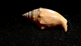 Strombidae seastar shell on a black sand background close-up HD