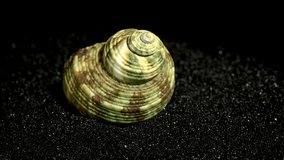 Turbinidae lunella undulata seashell on a black sand background close-up HD