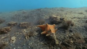 4k video of Bareye Hermit Crab (Dardanus fucosus) in Florida, USA