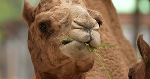 A dromedary camel chewing grass close up. Outdoor animal background. High definition shot at 4K, 60 fps video footage.
