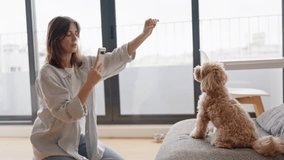 A focused woman trains her adorable Maltipoo to give a paw while recording the special moment on her smartphone indoors.