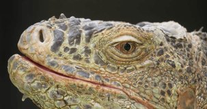 Extreme close up of head and mouth of iguana lizard. High definition shot at 4K, 60 fps video footage.