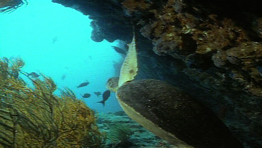 Green sea turtle
