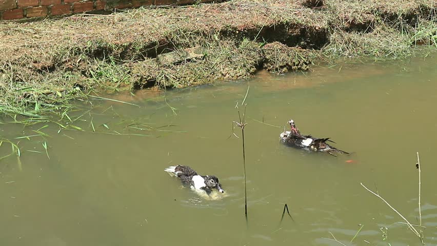Ducks bathe and swim to wet their feathers under the hot sun in shallow fish ponds