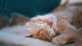 This video clip content is all about cute red kitten sleeping in the couch looking so gorgeous and relaxing to watch 😍