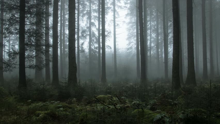 Misty woodland  time lapse. Fog drifting through the forest. 