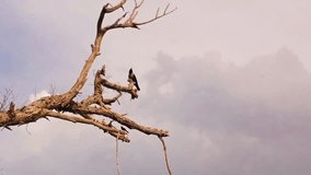 A beautiful black crow stock video
Crow - Bird, Black Color, Spirituality, Animal, Animal Body Part.