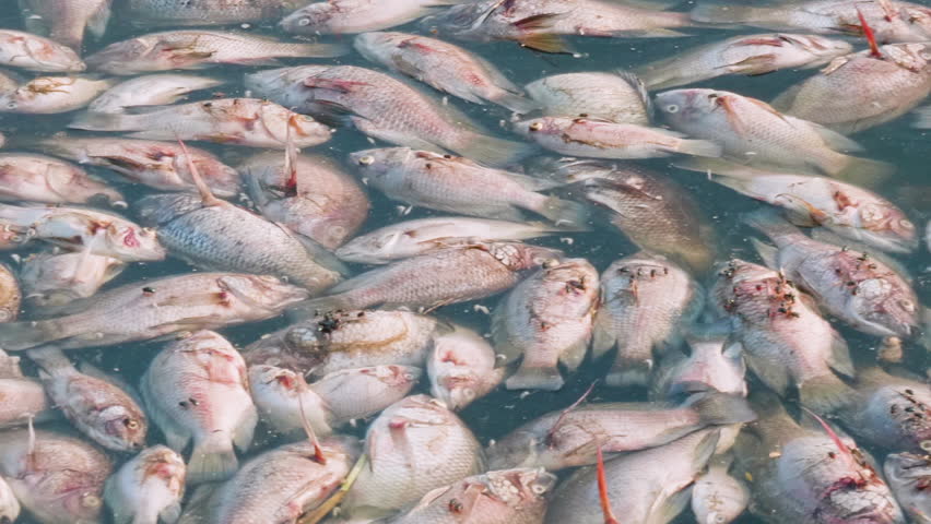 Dead fish floated in the dark water, water pollution.Environmental pollution. Royalty-Free Stock Footage #3470565297