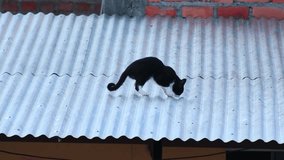 Video of cat walking on the roofs of a peruvian city in south america.