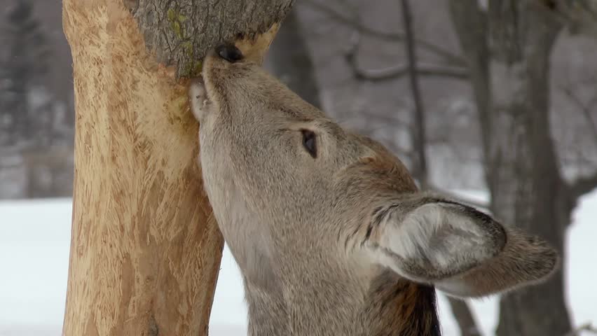 Hokkaido Sika Deer eating tree bark in Shiretoko, Hokkaido, Japan.