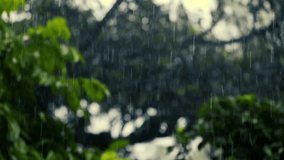 Rain in the flower garden. Rain drop on leaf tree, light Rain Falling On Tree Leaves, soft rain - Powered by Shutterstock - Get 15% off with code: PIKWIZARD15