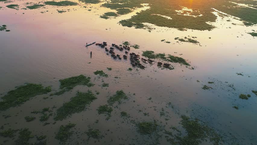 Aerial view wild water buffaloes standing in the marsh waters at Amuntai, Kalimantan,Indonesia. Royalty-Free Stock Footage #3470641249
