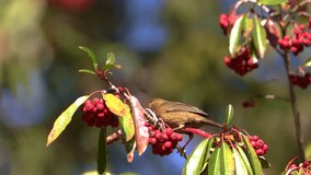 Taiwan rosefinch eating fruits in slow motion