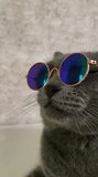 The video features a cat wearing glasses, exuding an air of whimsy and charm. With each graceful movement, the glasses add a touch of sophistication to the feline's demeanor. The cat's playful antics,