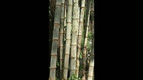 A hidden waterfall behind the bamboo groove. 