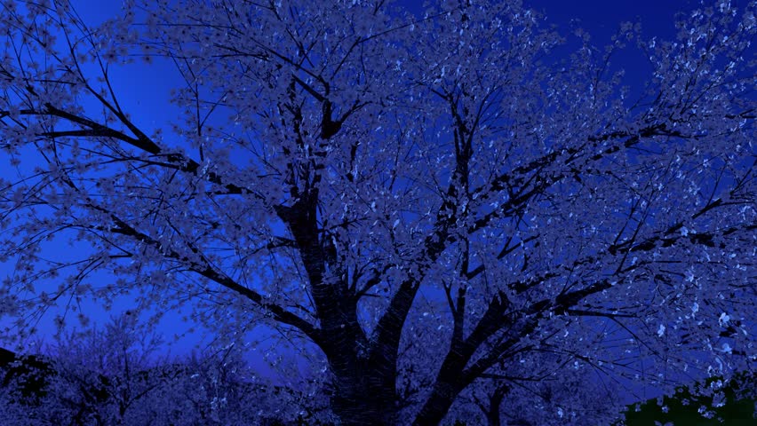 Go around the cherry tree, loop, moonlit night Royalty-Free Stock Footage #3470696265