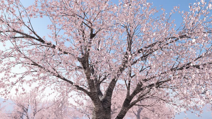 Go around the cherry tree, loop, blue sky Royalty-Free Stock Footage #3470696269