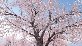 Go around the cherry tree, loop, blue sky - Powered by Shutterstock - Get 15% off with code: PIKWIZARD15