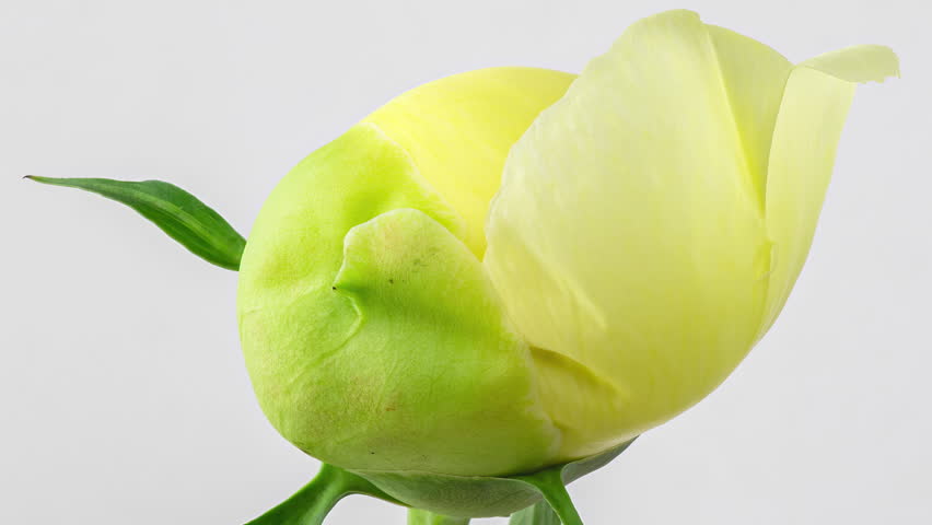 macro video time lapse of a beautiful yellow peony blooming on a white background, macro photography, movement of petals and stamens Royalty-Free Stock Footage #3470719823