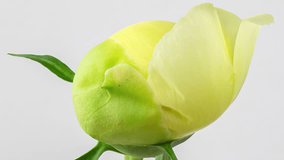 macro video time lapse of a beautiful yellow peony blooming on a white background, macro photography, movement of petals and stamens