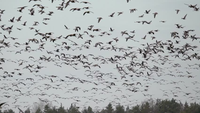 WHITE-FRONTED-GOOSE Footage, Videos and Clips in HD and 4K - Avopix.com