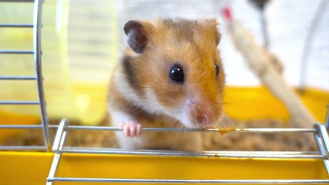 Syrian hamster in a cage